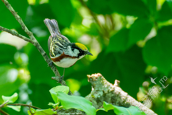 5-10-23 Chestnut-sided Warbler