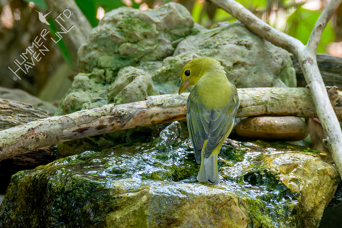 9-17-26 Scarlet Tanager female studies the bubble