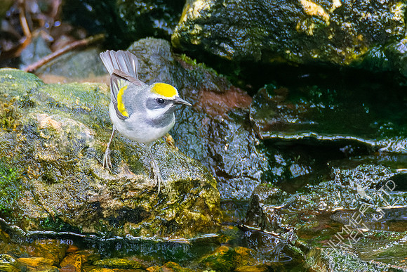 5-7-23 Golden-winged Warbler female