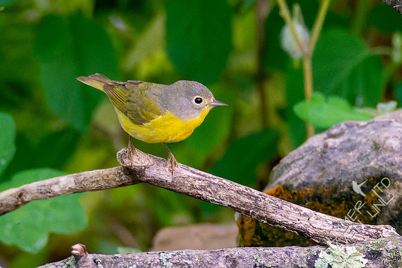 5-9-23 Nashville Warbler