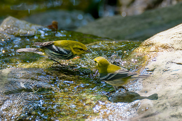 9-14-26 Black-throated Green Warbler