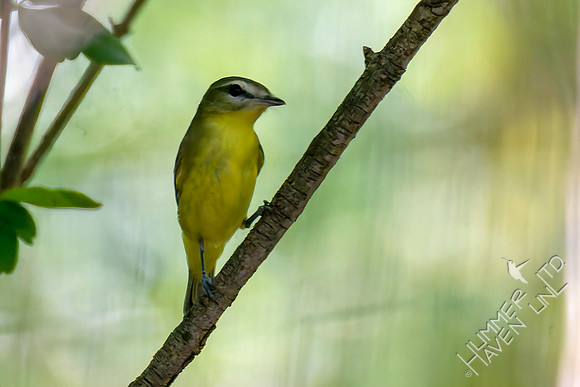 9-15-26 Philadelphia Vireo