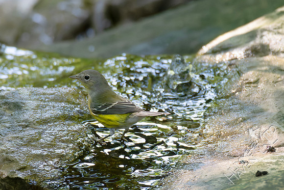 9-15-26 Magnolia Warbler