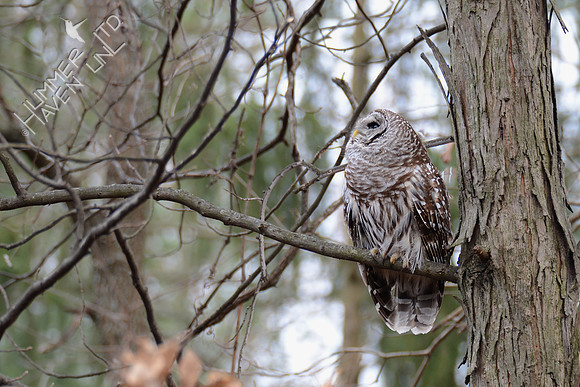 Barred Owl 3-8-16