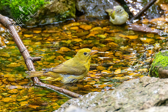 5-10-21 Summer Tanager female