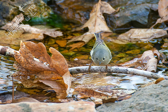 4-10-22 Ruby-crowned Kinglet