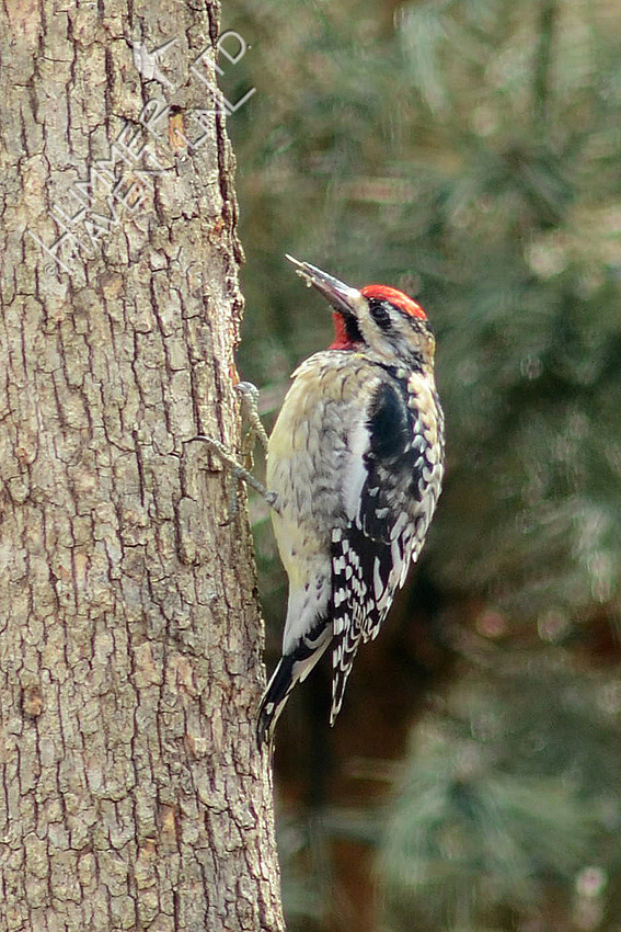 Yellow-bellied Sapsucker 2/26/16
