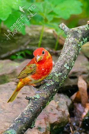 5-7-23 Summer Tanager 1st spring male