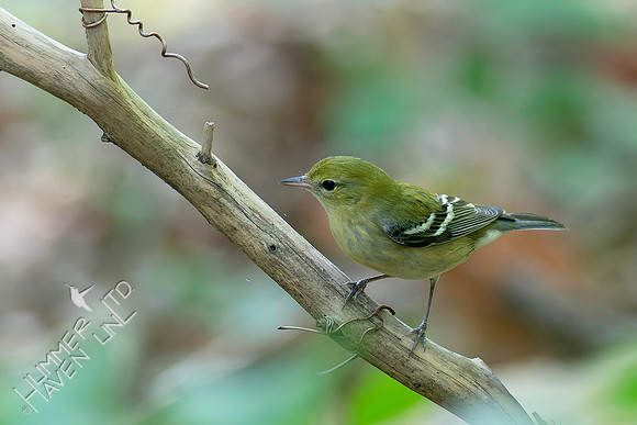 9-14-26 Bay-breasted Warbler
