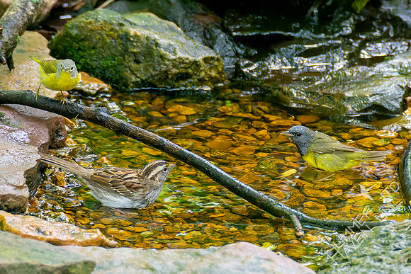 5-10-23 Nashville Warbler, Mourning Warbler and White-throated Sparrow