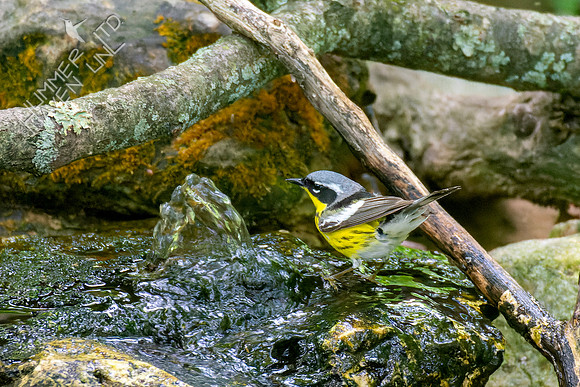 5-11-23 Magnolia Warbler