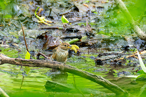 5-6-23 Indigo Bunting female