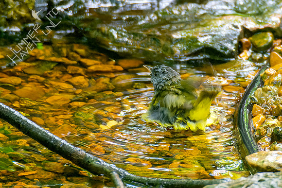 5-10-23 Mourning and Nashville Warblers