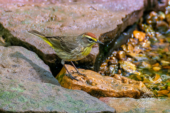 5-6-23 Palm Warbler
