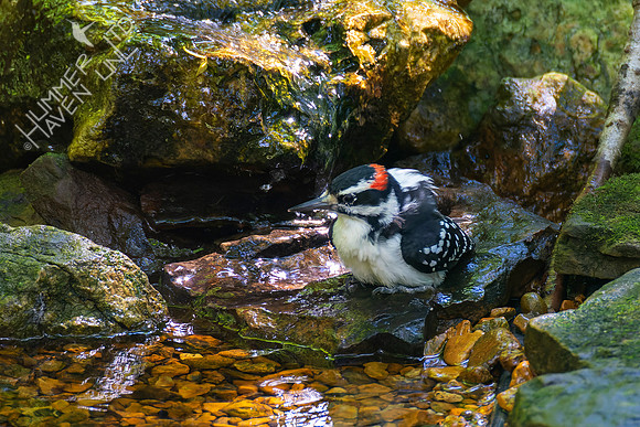 8-21-22 Hairy Woodpecker