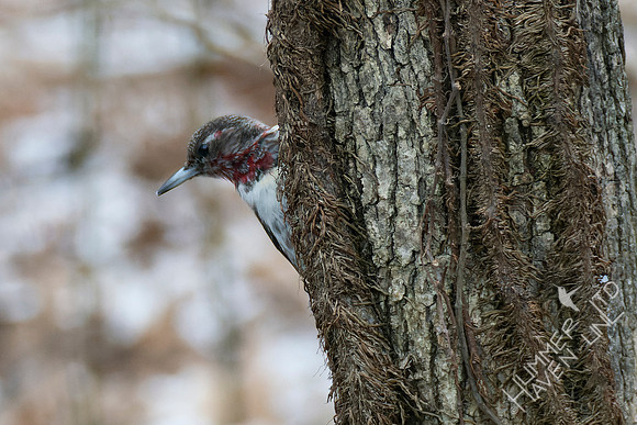 1-28-22 Red-headed Woodpecker