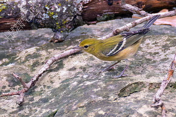 9-16-26 Bay-breasted Warbler