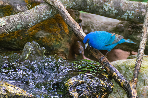 5-10-23 Indigo Bunting