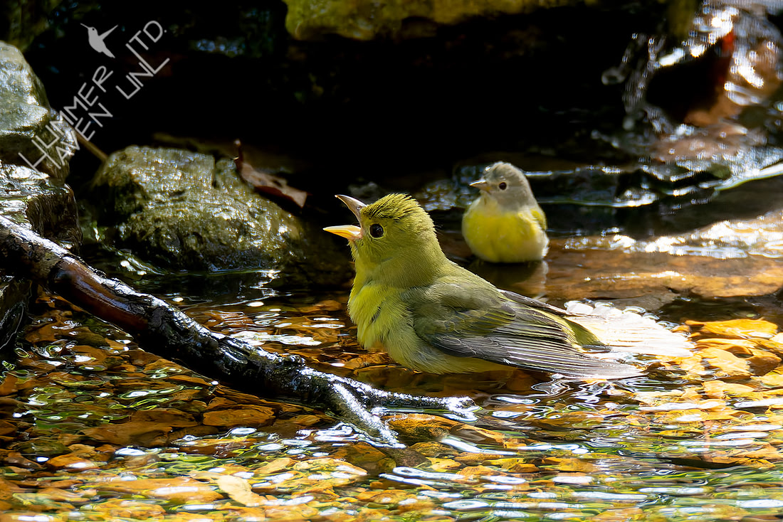 9-17-26 Scarlet Tanager female and Nashville Warbler