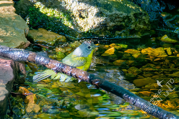 5-3-23 Nashville Warbler