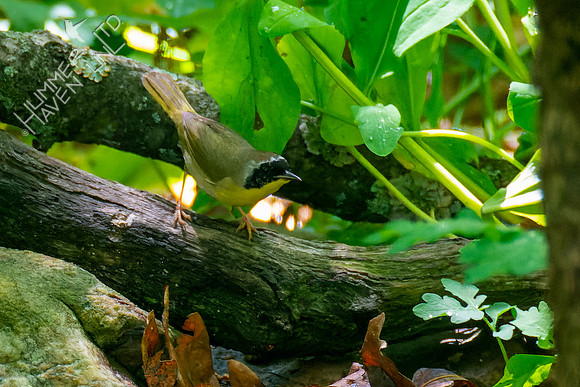 5-8-23 Common Yellowthroat