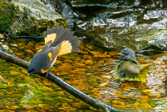 5-10-23 American Redstart and Mourning Warbler