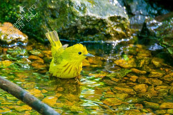 5-9-23 Yellow Warbler