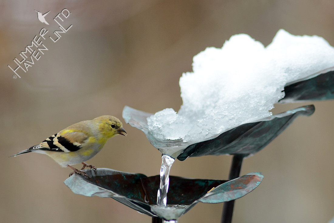 American Goldfinch at the fountain 2/24/16