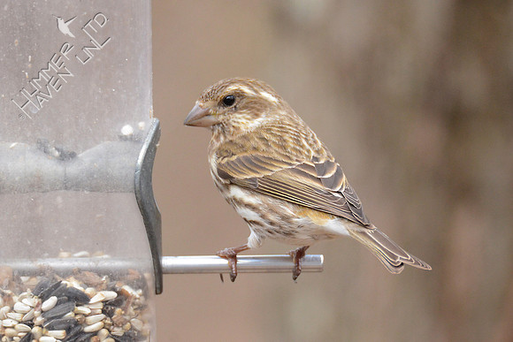 Purple Finch female 3-4-16