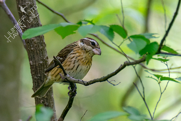5-6-23 Rose-breasted Grosbeak