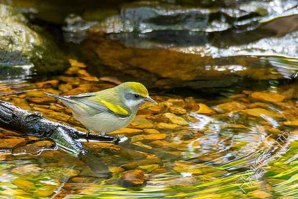 9-15-26 Golden-winged Warbler female