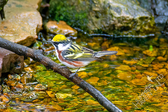 5-9-23 Chestnut-sided Warbler