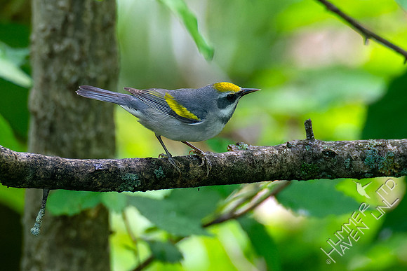 5-7-23 Golden-winged Warbler female