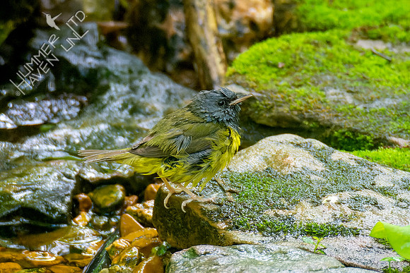 5-10-23 Mourning Warbler