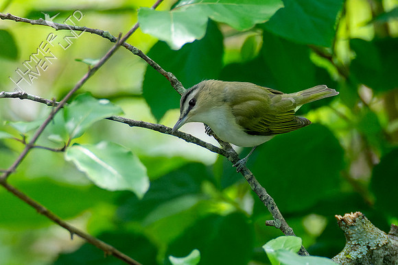 5-9-23 Red-eyed Vireo