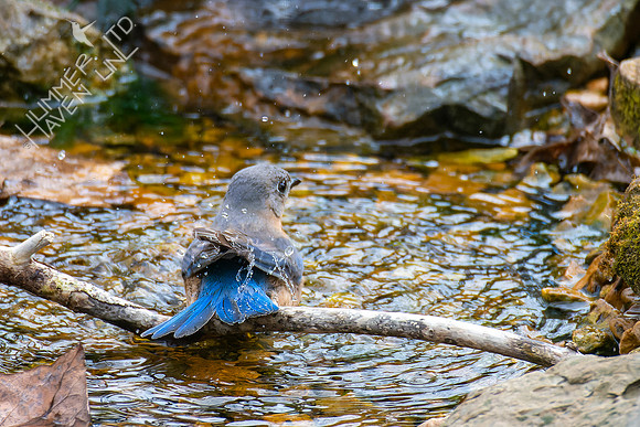 4-7-22 Eastern Bluebird female