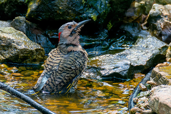 4-14-23 Northern Flicker
