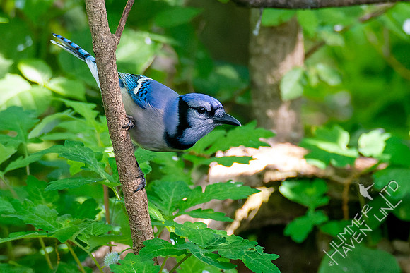 5-9-23 Blue Jay