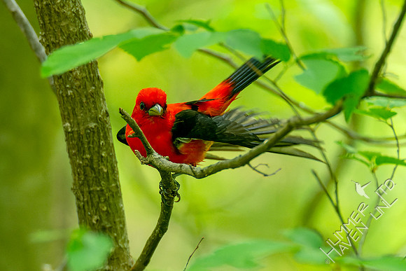 5-6-23 Scarlet Tanager