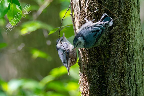 5-3-23 White-breasted Nuthatch juveniles