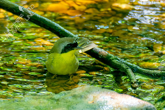 5-8-23 Common Yellowthroat