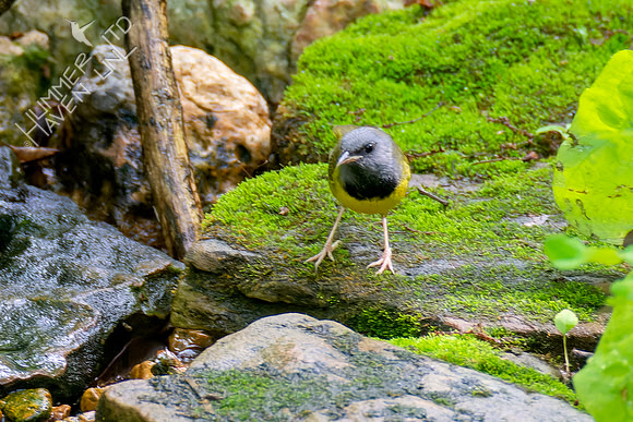 5-10-23 Mourning Warbler