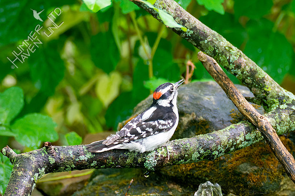 5-11-23 Downy Woodpecker