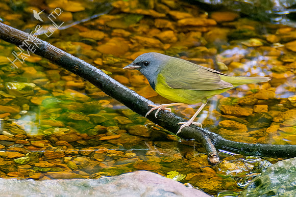 5-10-23 Mourning Warbler