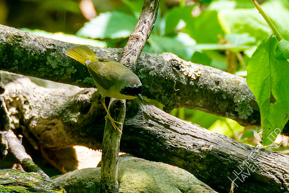 5-8-23 Common Yellowthroat