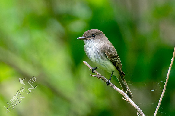 5-10-23 Eastern Phoebe, immature