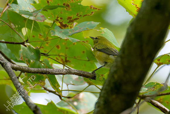 10-14-24 Tennessee Warbler