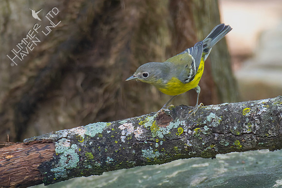 9-16-26 Magnolia Warbler