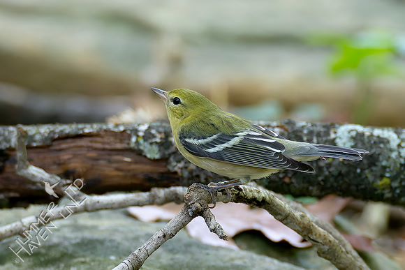 9-14-26 Bay-breasted Warbler