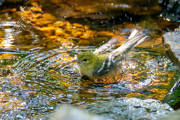 9-14-26 Bay-breasted Warbler